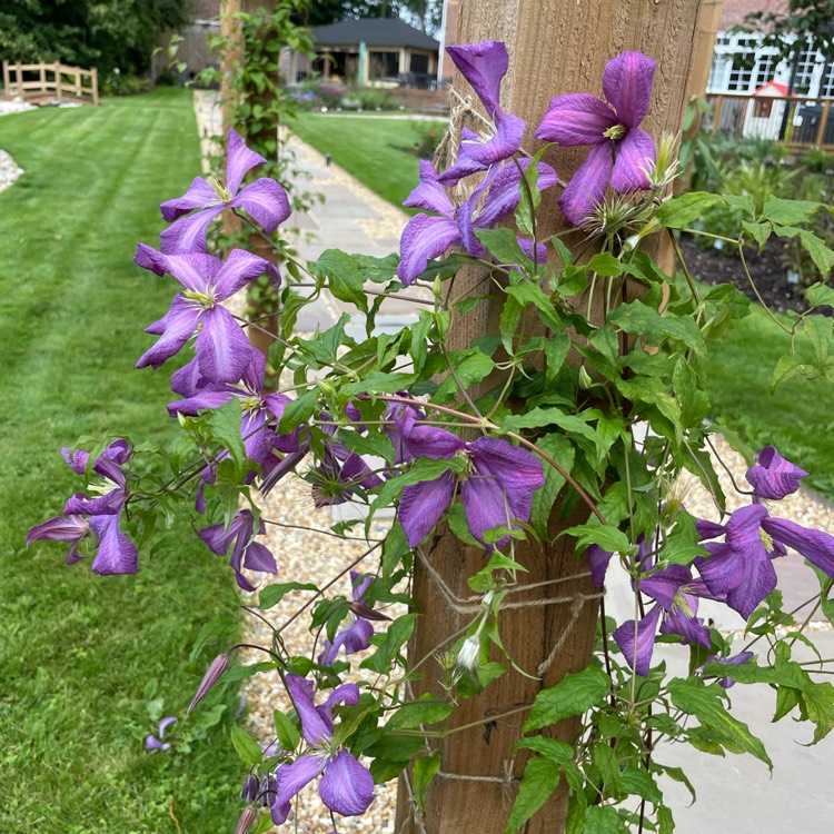 Plant image Clematis viticella