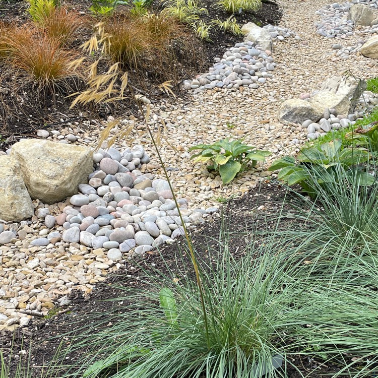 Plant image Stipa Gigantea