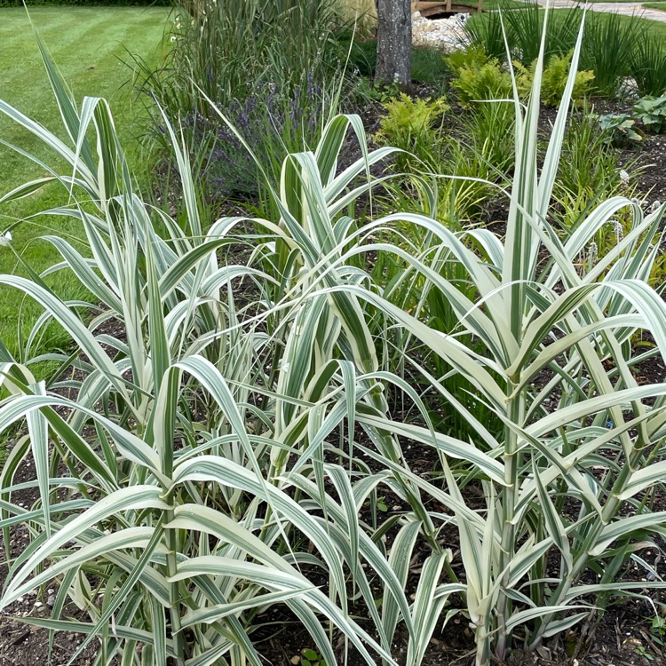 Plant image Arundo donax 'Versicolor'