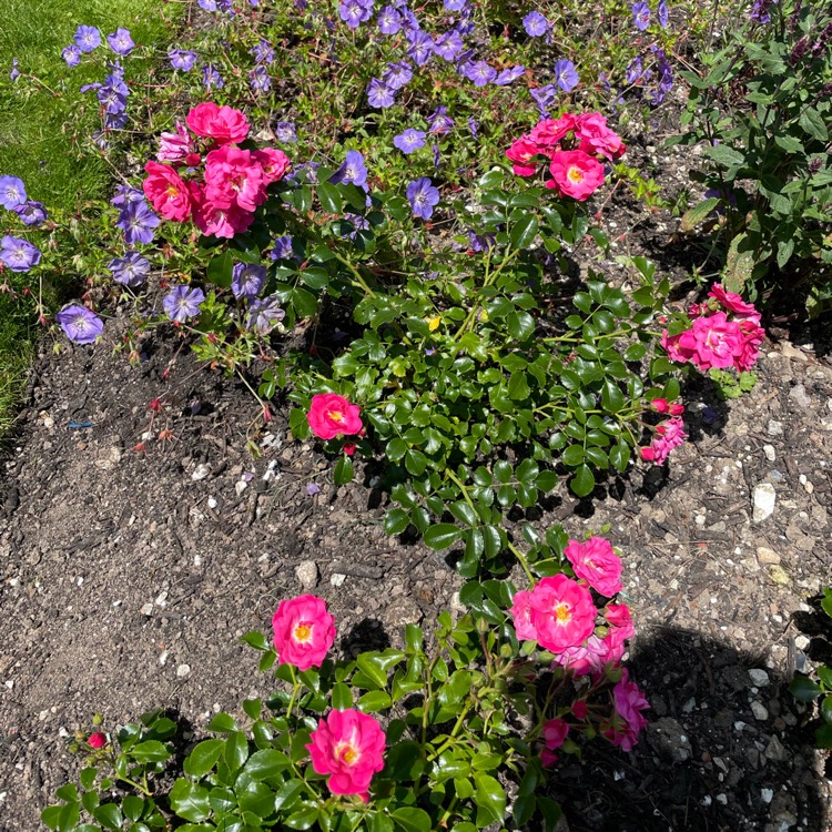 Plant image Rosa 'Flower Carpet'