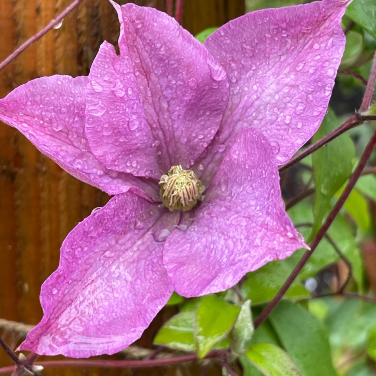 plant image 1519790