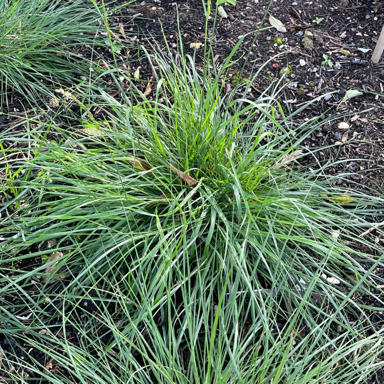 Plant image Pennisetum alopecuroides