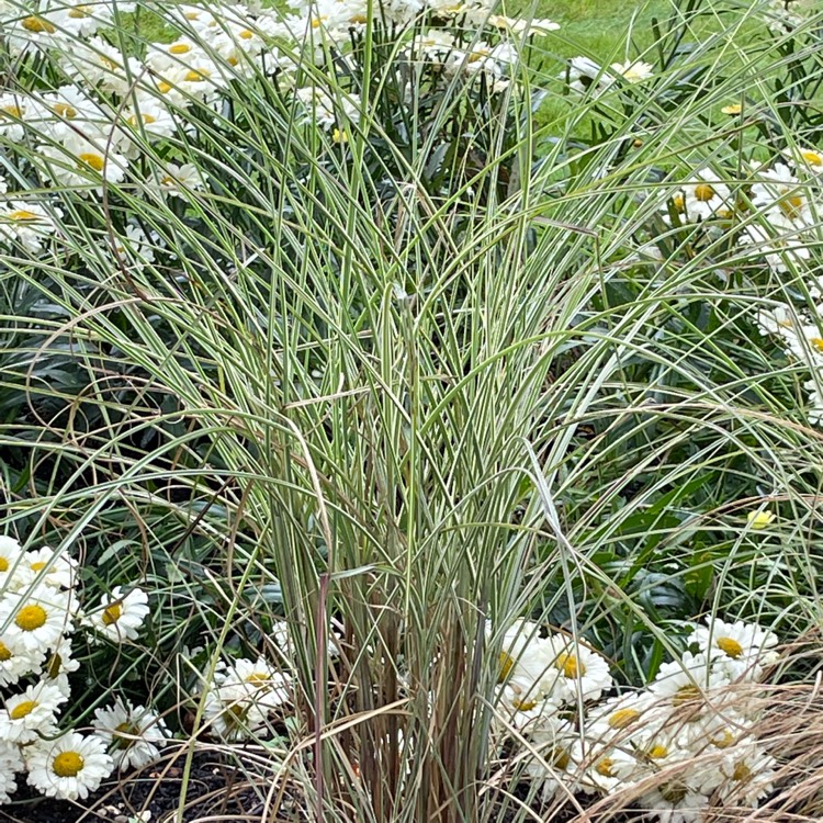 Plant image Miscanthus sinensis 'Morning Light'