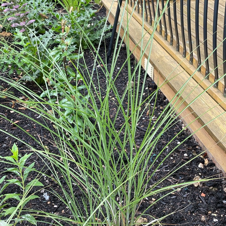 Plant image Miscanthus sinensis 'Gracillimus'