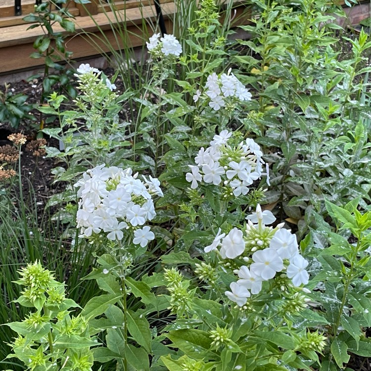 Plant image Phlox paniculata 'White Admiral'