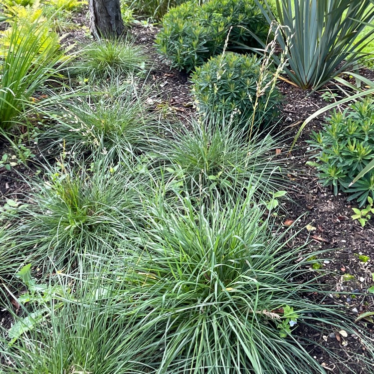 Plant image Pennisetum alopecuroides