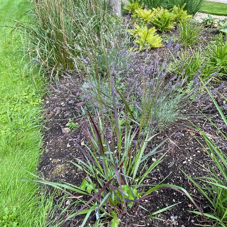 Plant image Miscanthus sinensis 'Gracillimus'