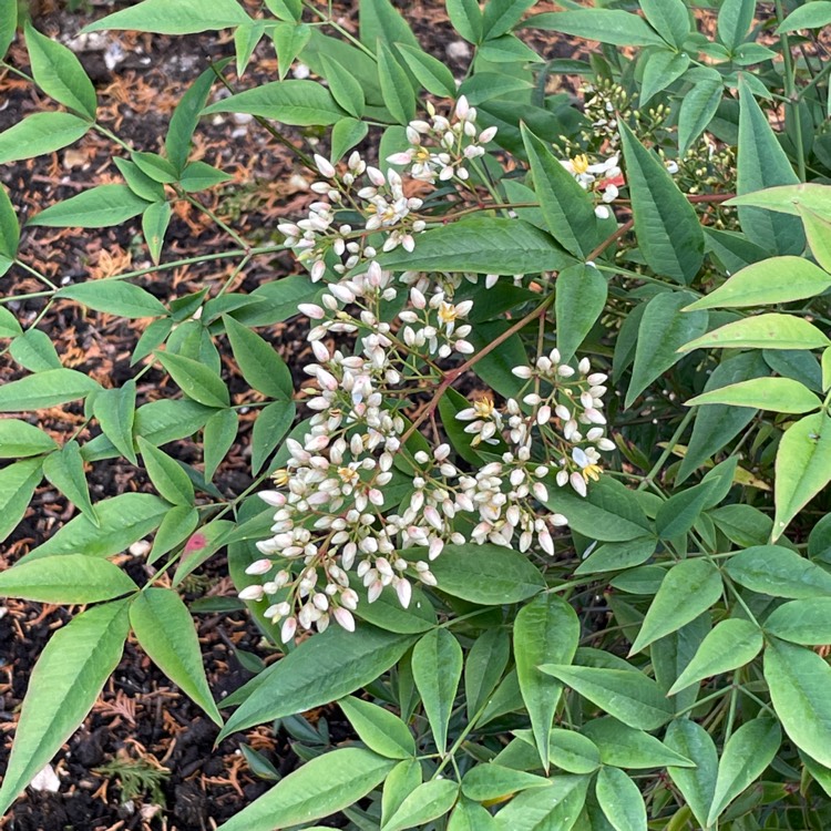 Plant image Nandina domestica 'Obsessed'