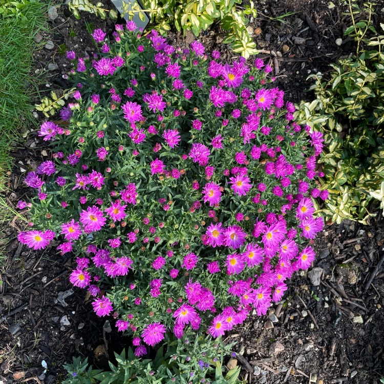 Plant image Aster novi- belgii syn. Symphyotrichum novi-belgii 'Jenny' ; Aster dumosus 'Jenny'