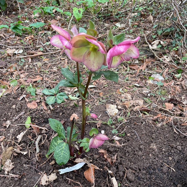 Plant image Helleborus 'Epb 25' (Frostkiss Series) syn. Helleborus (Rodney Davey Marbled Group) 'Glenda's Gloss'