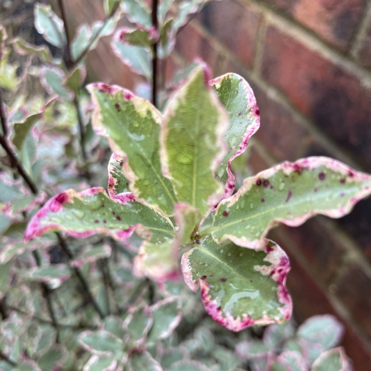 Plant image Pittosporum tenuifolium 'Elizabeth'