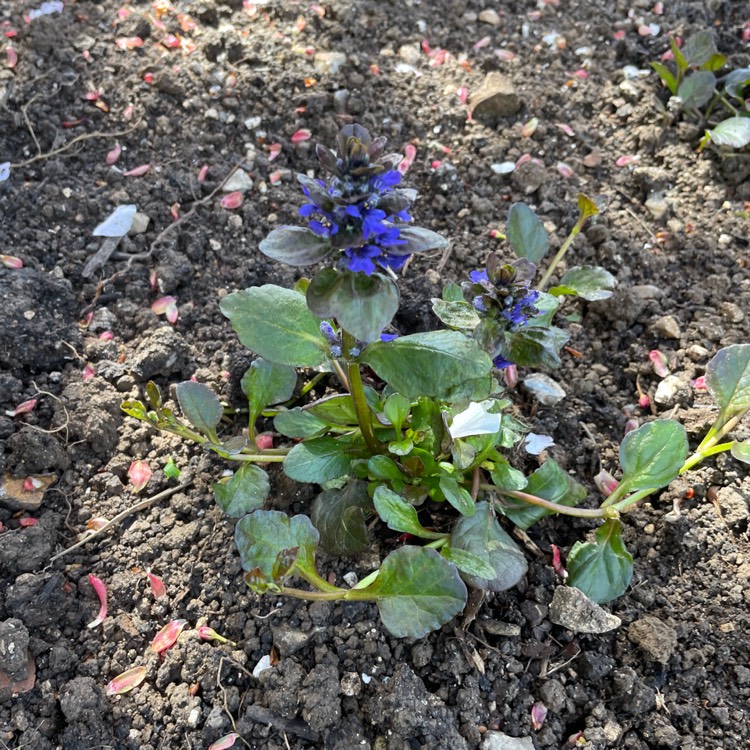 Plant image Ajuga reptans 'Catlin's Giant'