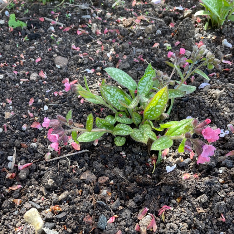 Plant image Pulmonaria 'Pretty in Pink'