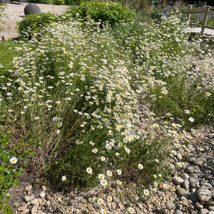 Plant image Leucanthemum x superbum 'Snowcap'