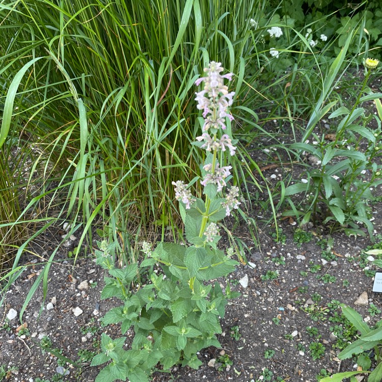 Plant image Nepeta grandiflora 'Summer Magic'