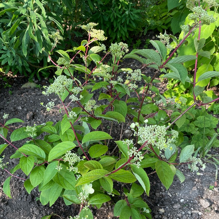 Plant image Hydrangea paniculata 'Wim's Red'