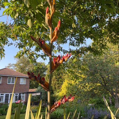 Phormium tenax