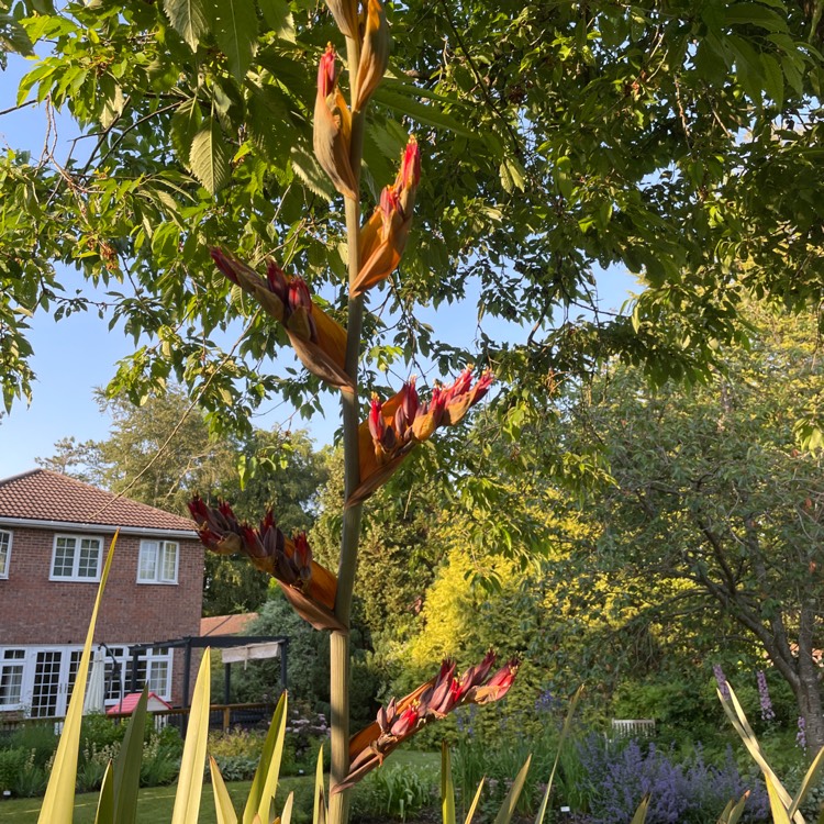 Plant image Phormium tenax