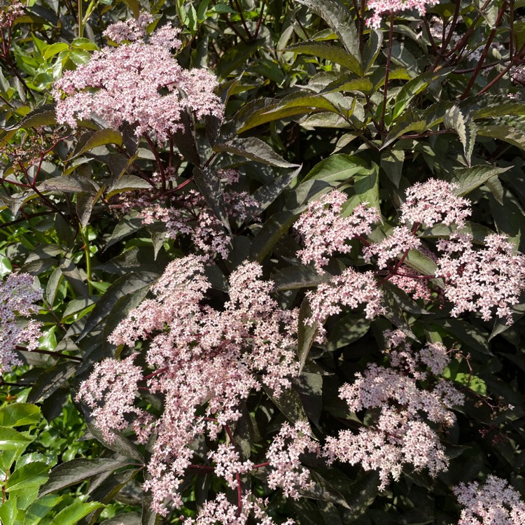 Plant image Sambucus nigra f. porphyrophylla 'Eiffel 1' syn. Sambucus nigra f. porphyrophylla 'Black Tower'