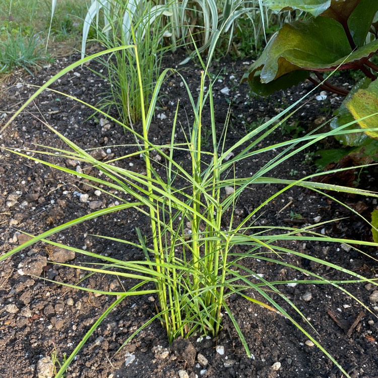 Plant image Miscanthus sinensis 'Flamingo'