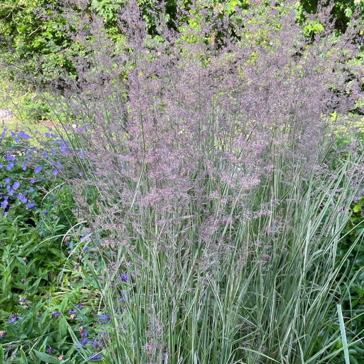 Plant image Calamagrostis x acutiflora 'Overdam'