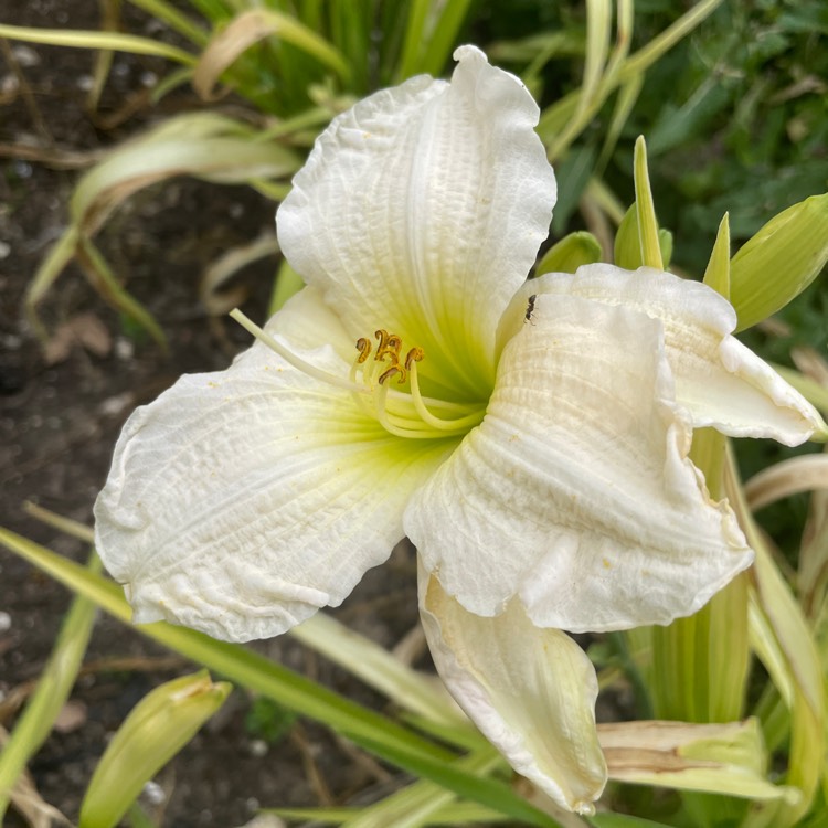 plant image 1675171