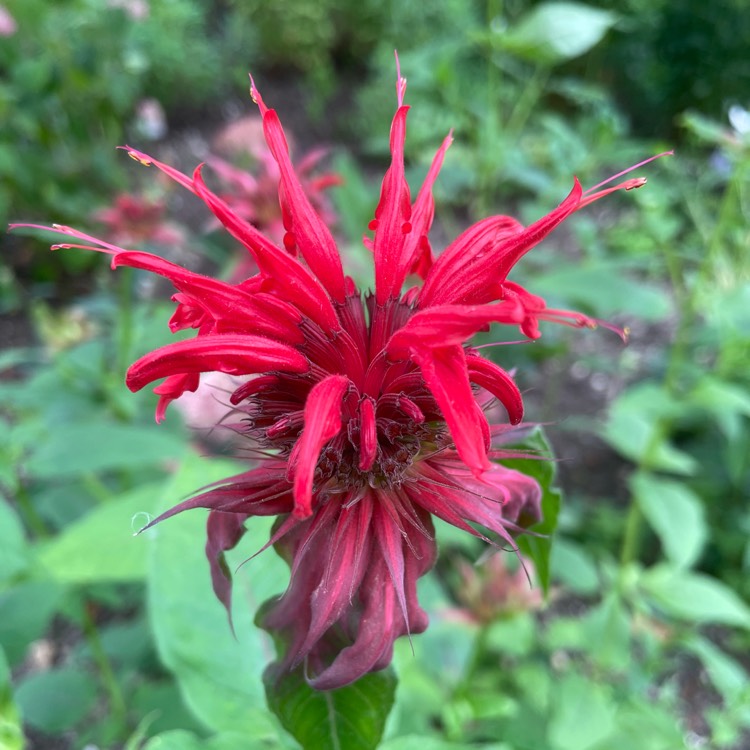 Plant image Monarda 'Marshall's Delight'