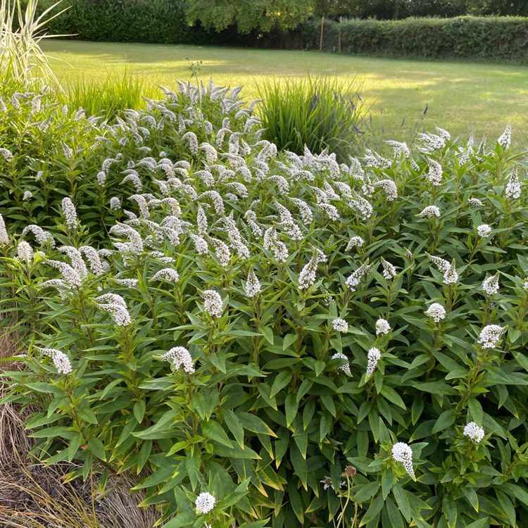 Plant image Lysimachia clethroides