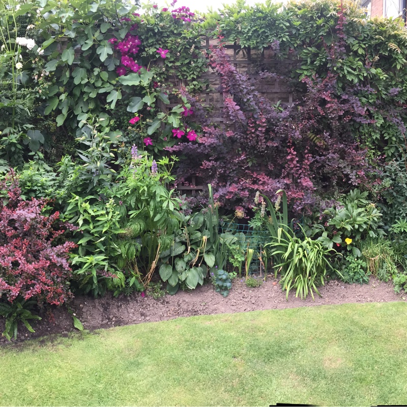 Darryl's garden