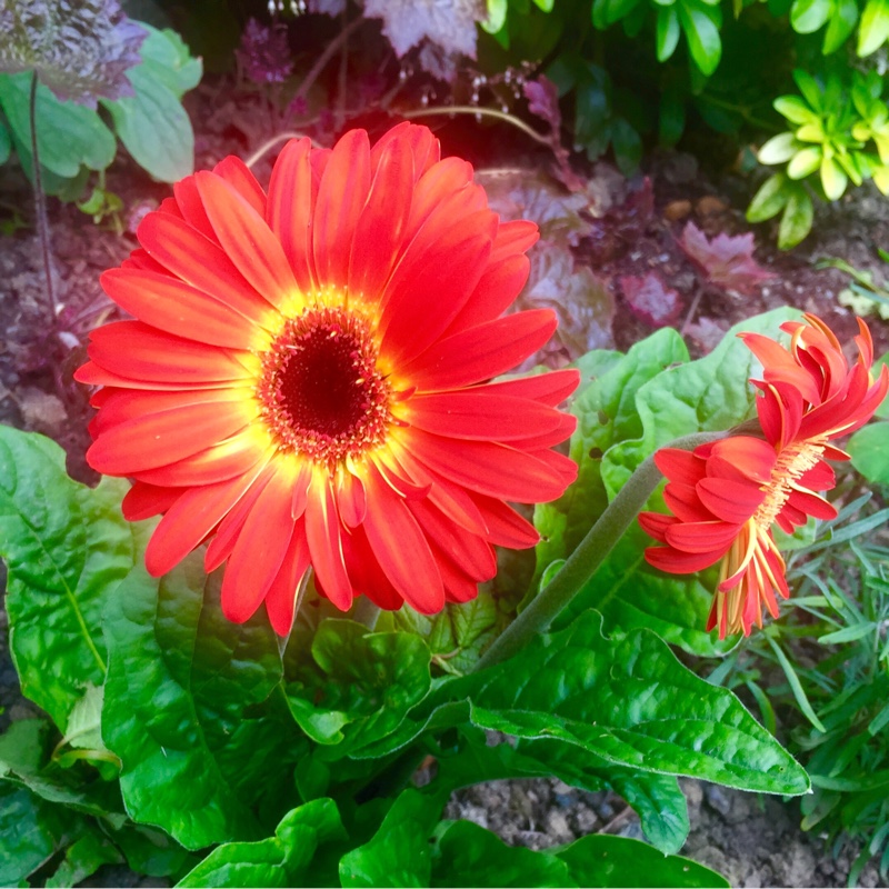 Plant image Gerbera 'Princeton'