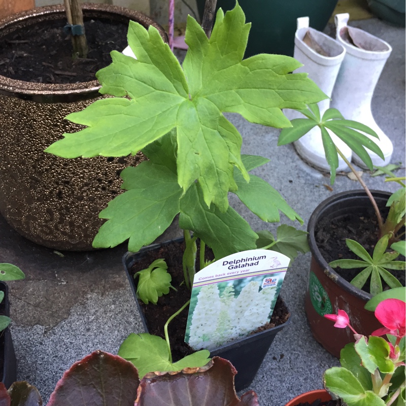 Plant image Delphinium 'Galahad'