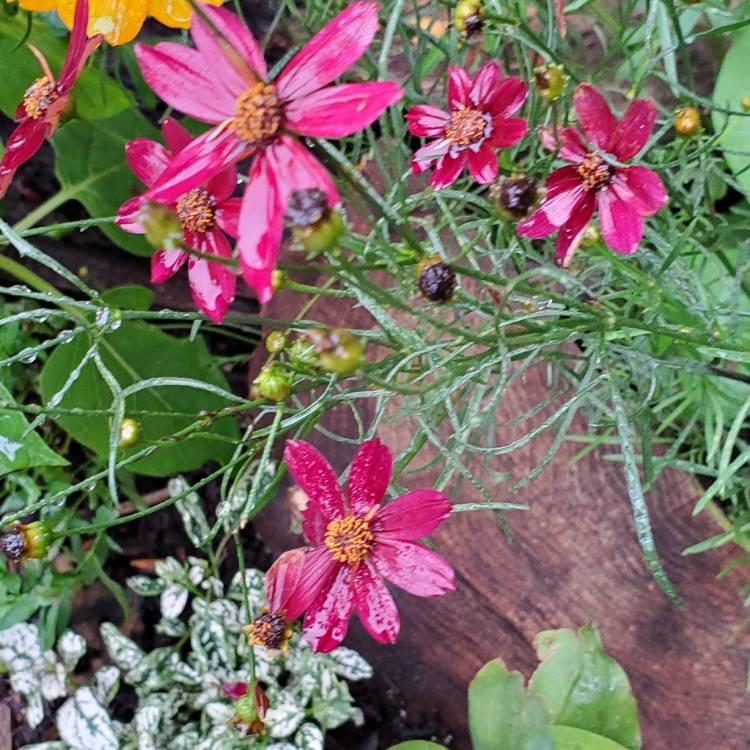 Plant image Coreopsis tinctoria 'Mahogany Midget'