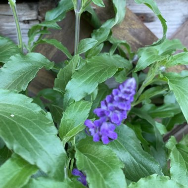 Purple Sage