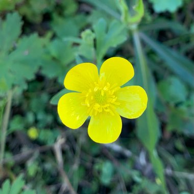 Meadow Buttercup 'Farrers Yellow'