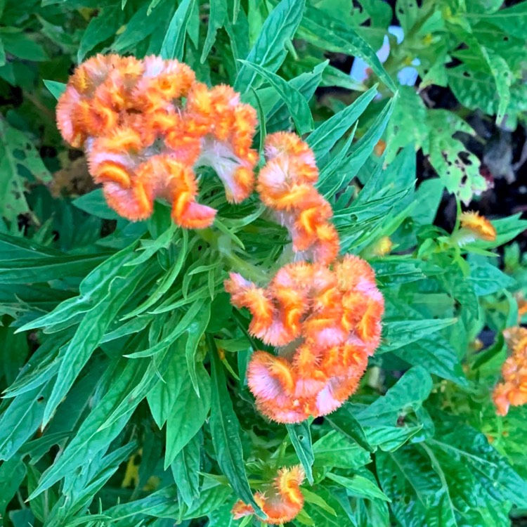 Plant image Celosia Cristata