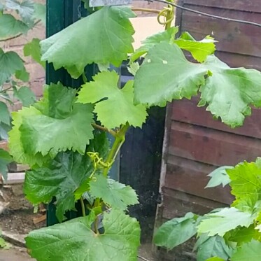 Plant image Vitis Vinifera 'Muscat Bleu'