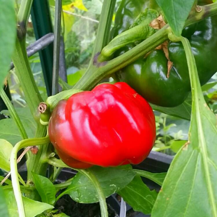 Plant image Capsicum 'Gypsy'