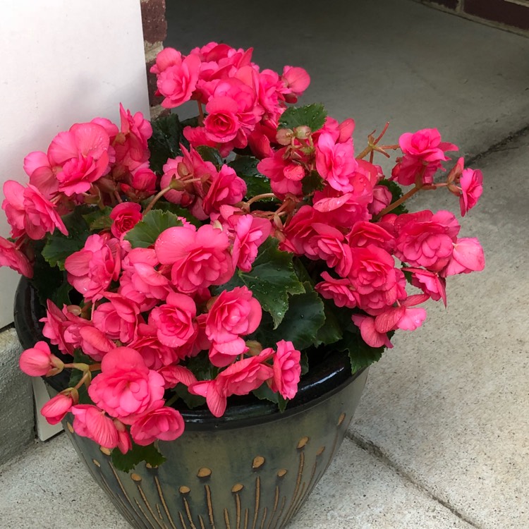 Plant image Begonia hiemalis 'Dragone Dusty Rose'