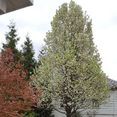 Callery Pear 'Chanticleer'