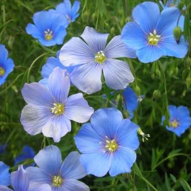 Blue flax