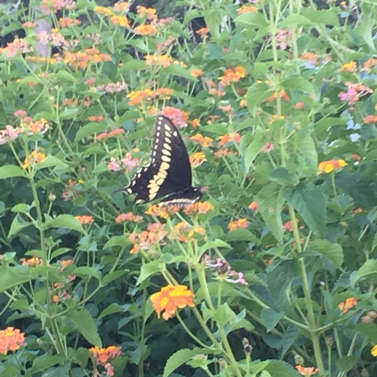 Plant image Lantana camara 'Miss Huff'