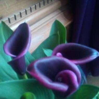 Calla Lily 'Cantor'