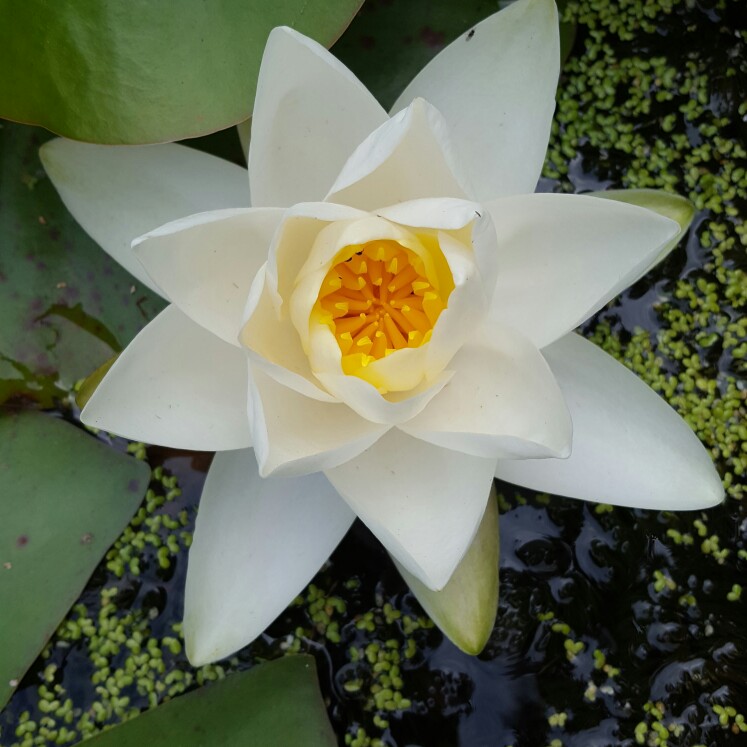 Water Lily