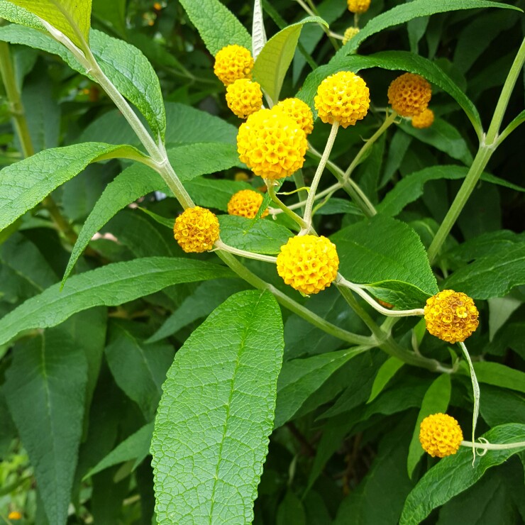 Orange Ball Butterfly Bush