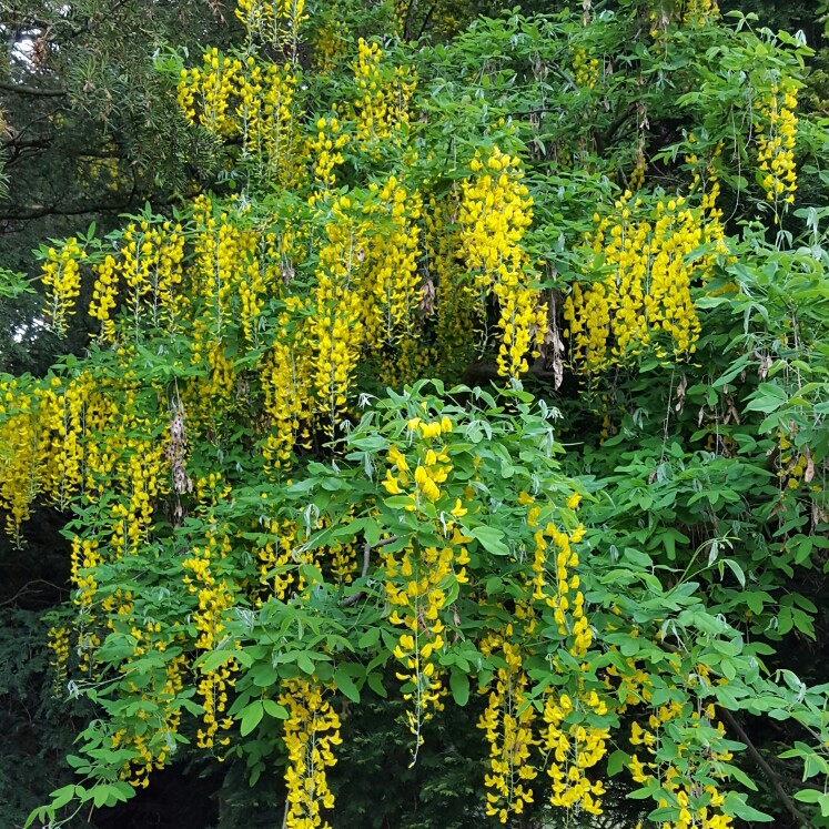 Laburnum