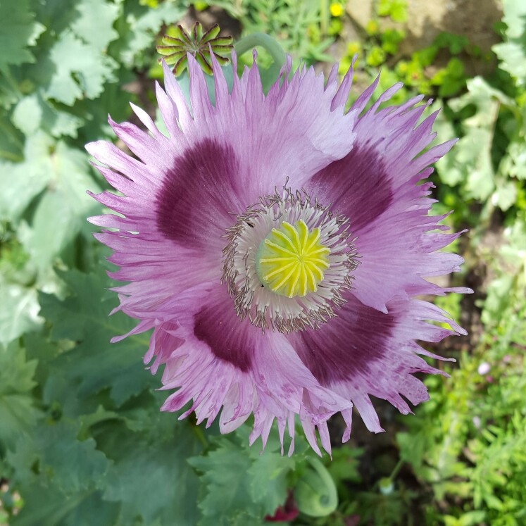 Oriental Poppy