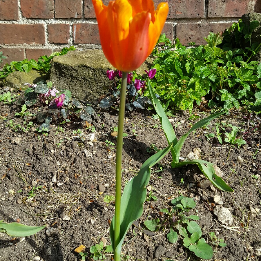 Tulip 'Ballerina' (Lily-flowered)