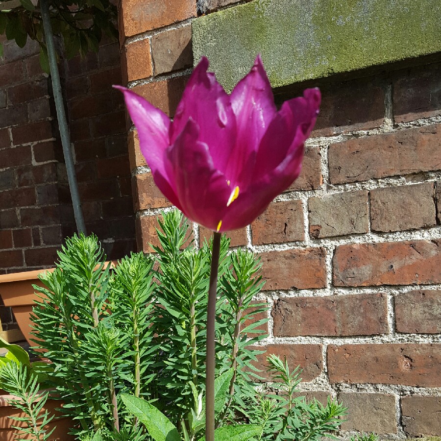 Tulip