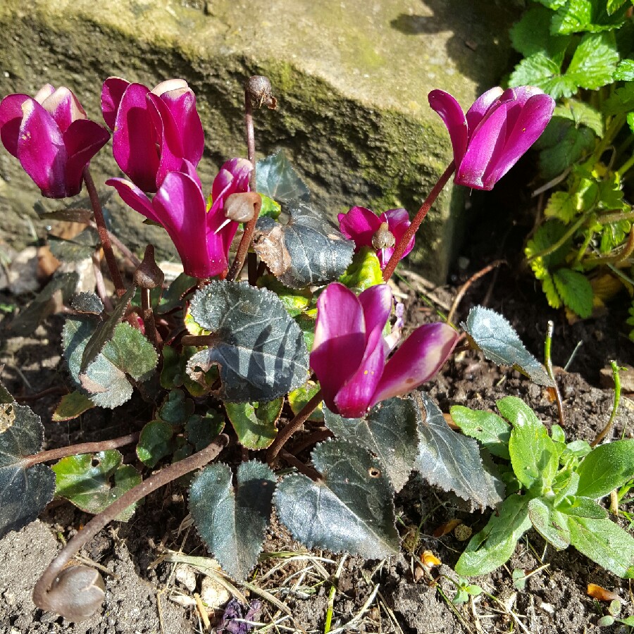 Cyclamen (Hardy)