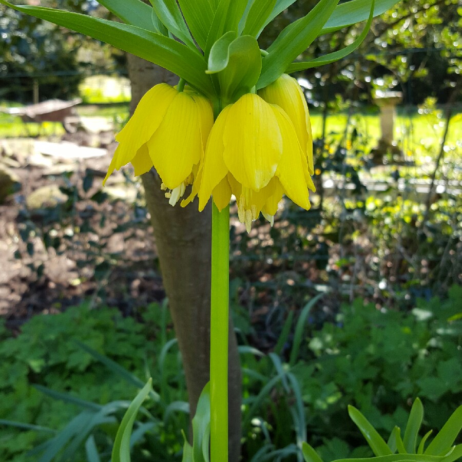 Crown Imperial 'Maxima Lutea'